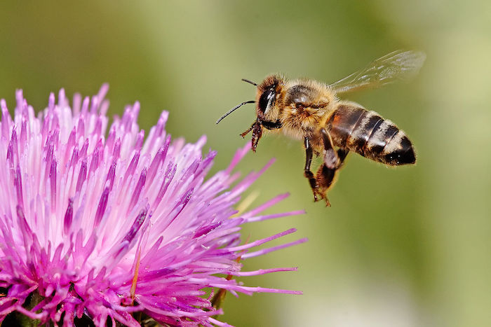 A honey bee landing on a flower