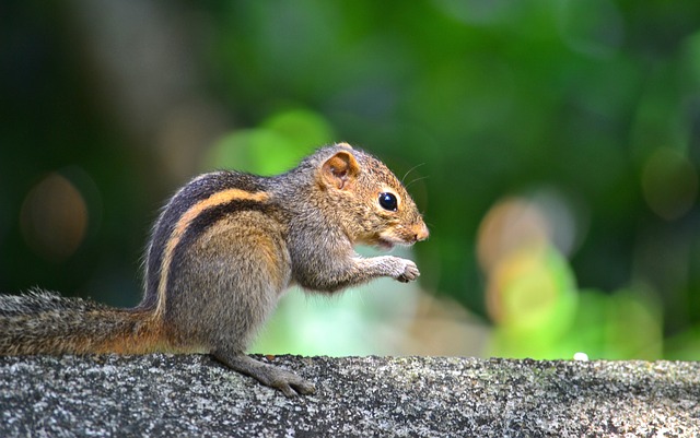 A squirrel perched on a branch